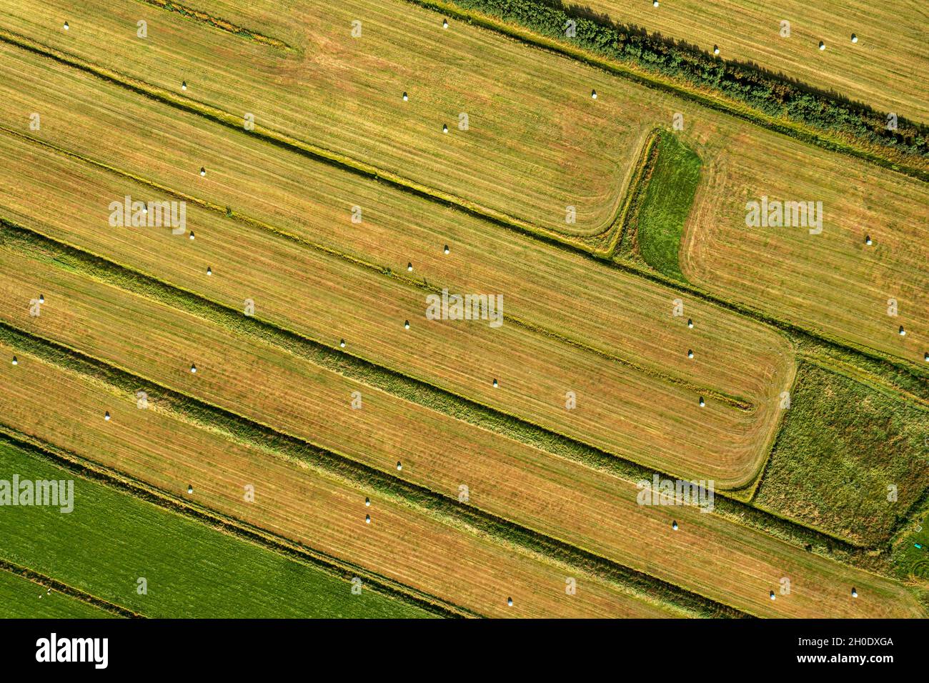 Balle di erba avvolte in plastica sul campo su un terreno agricolo appena tagliato visto dall'alto. Foto Stock
