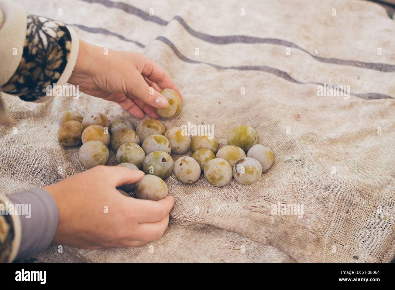 Le mani delle donne prendono le prugne gialle-verdi da un vecchio burlap Foto Stock