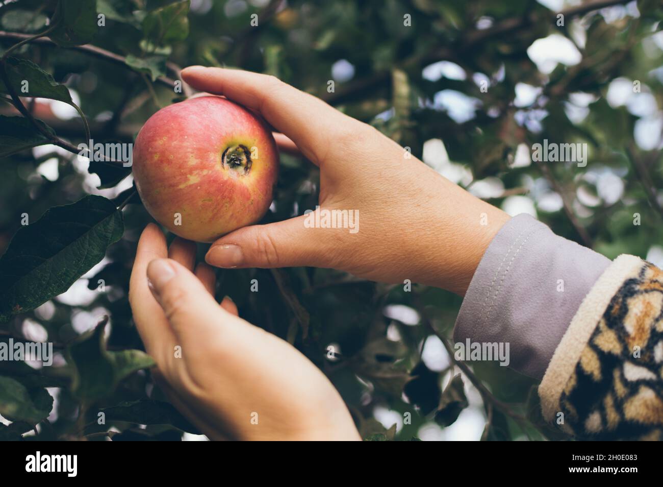 Le mani delle donne strappano una mela rossa matura da un ramo, raccogliendo un raccolto di frutta Foto Stock