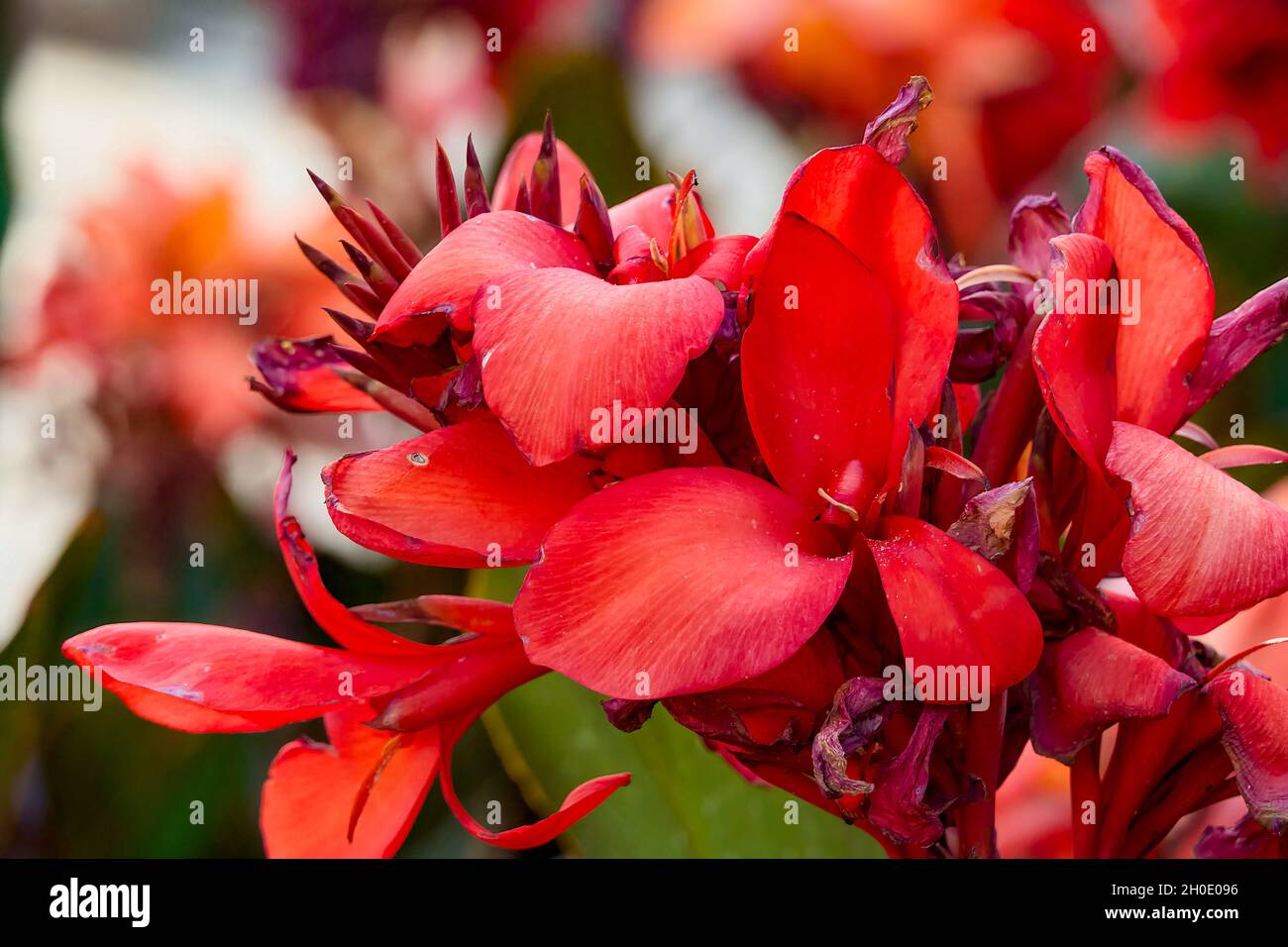 Canna indica o conosciuta anche come Achira, lingua del drago, cane chorus, giglio spagnolo, fiore di granchio, Canna delle Indie, Platanillo di Cuba, Chupa flor, Eli Foto Stock