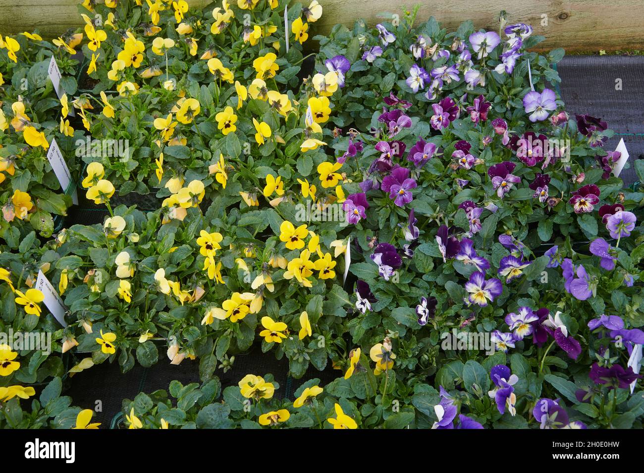 Pansy fiori in autunno Foto Stock