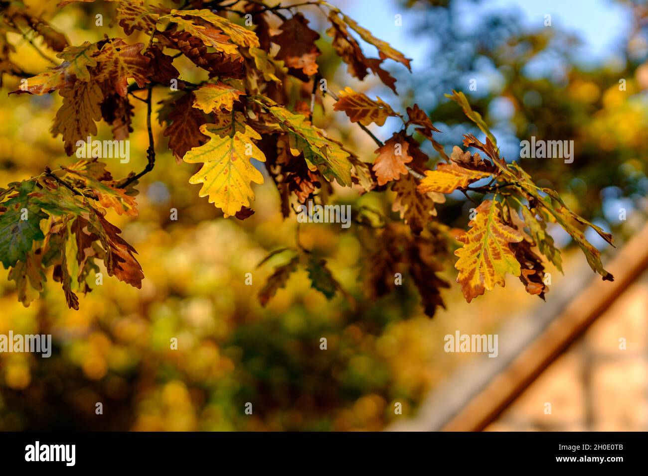 Coloratissimo autunno luminoso foglie appese su un albero di quercia in giardino autunnale. Casa in sfondo sfocato. Bella scena autunnale natura. Messa a fuoco molto superficiale. Foto Stock