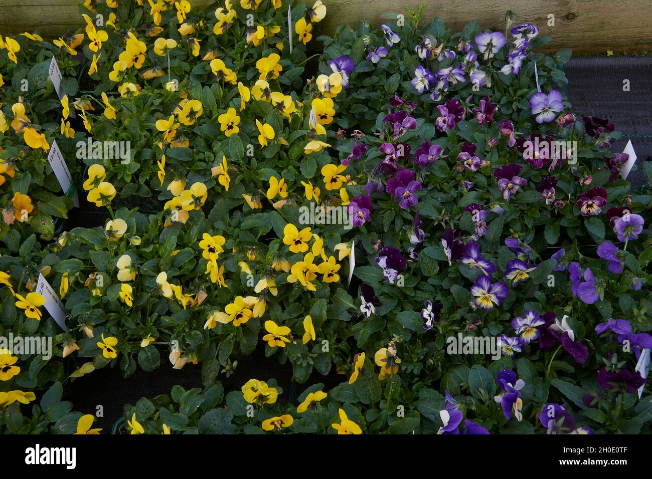 Pansy fiori in autunno Foto Stock