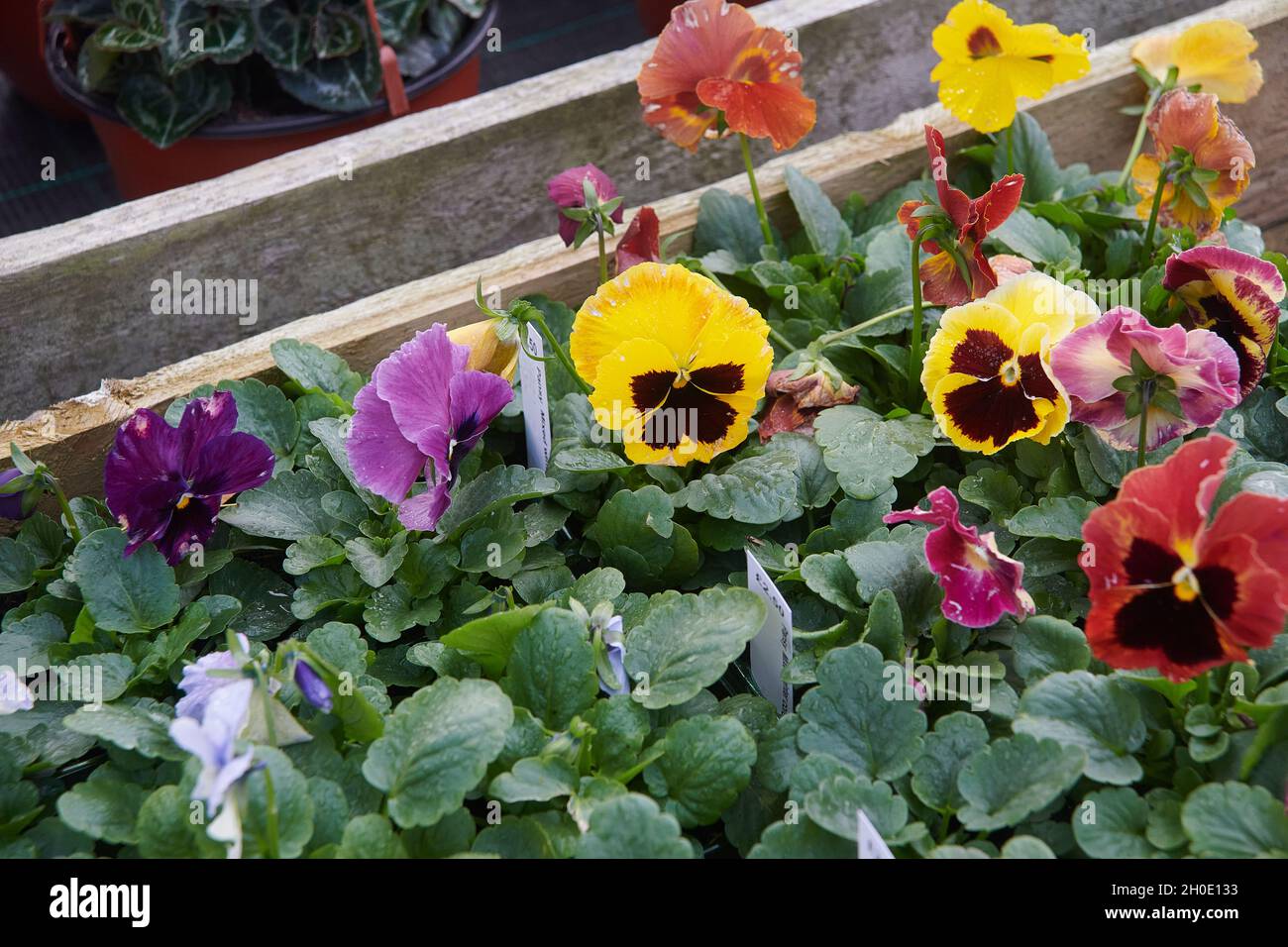 Pansy fiori in autunno Foto Stock