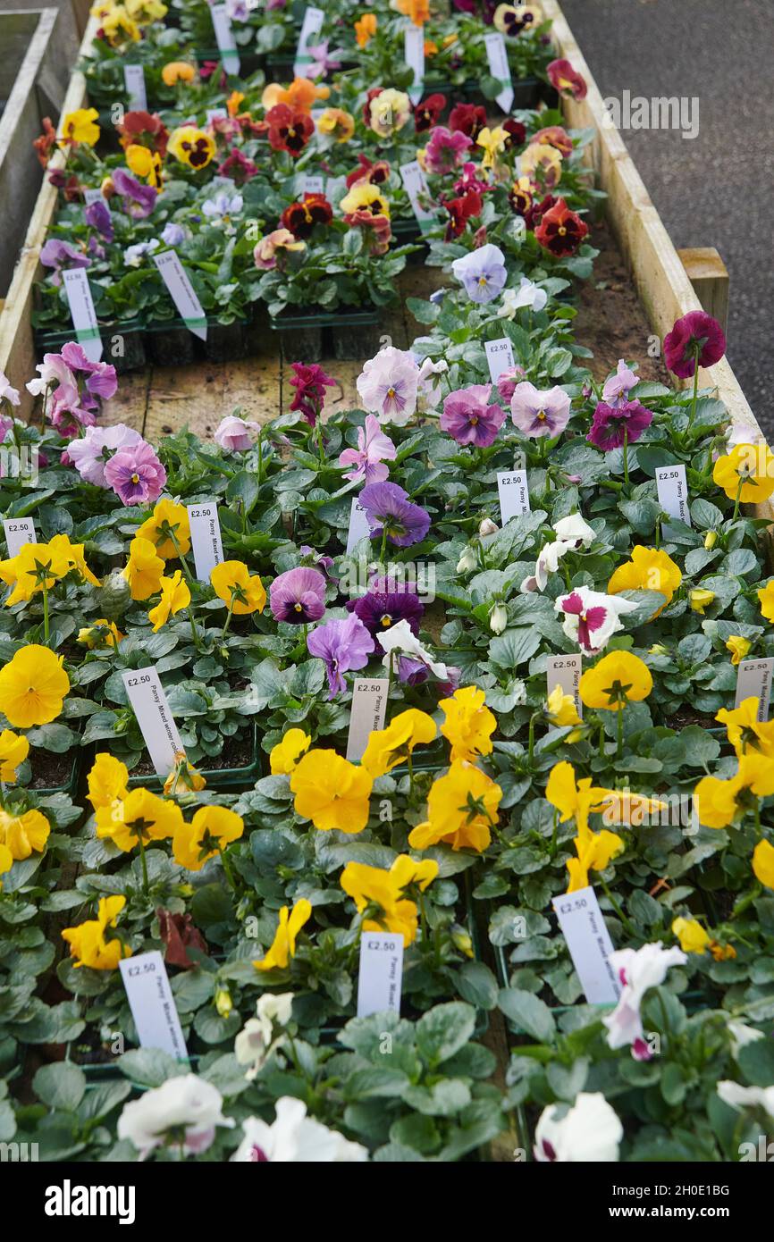 Pansy fiori in autunno Foto Stock