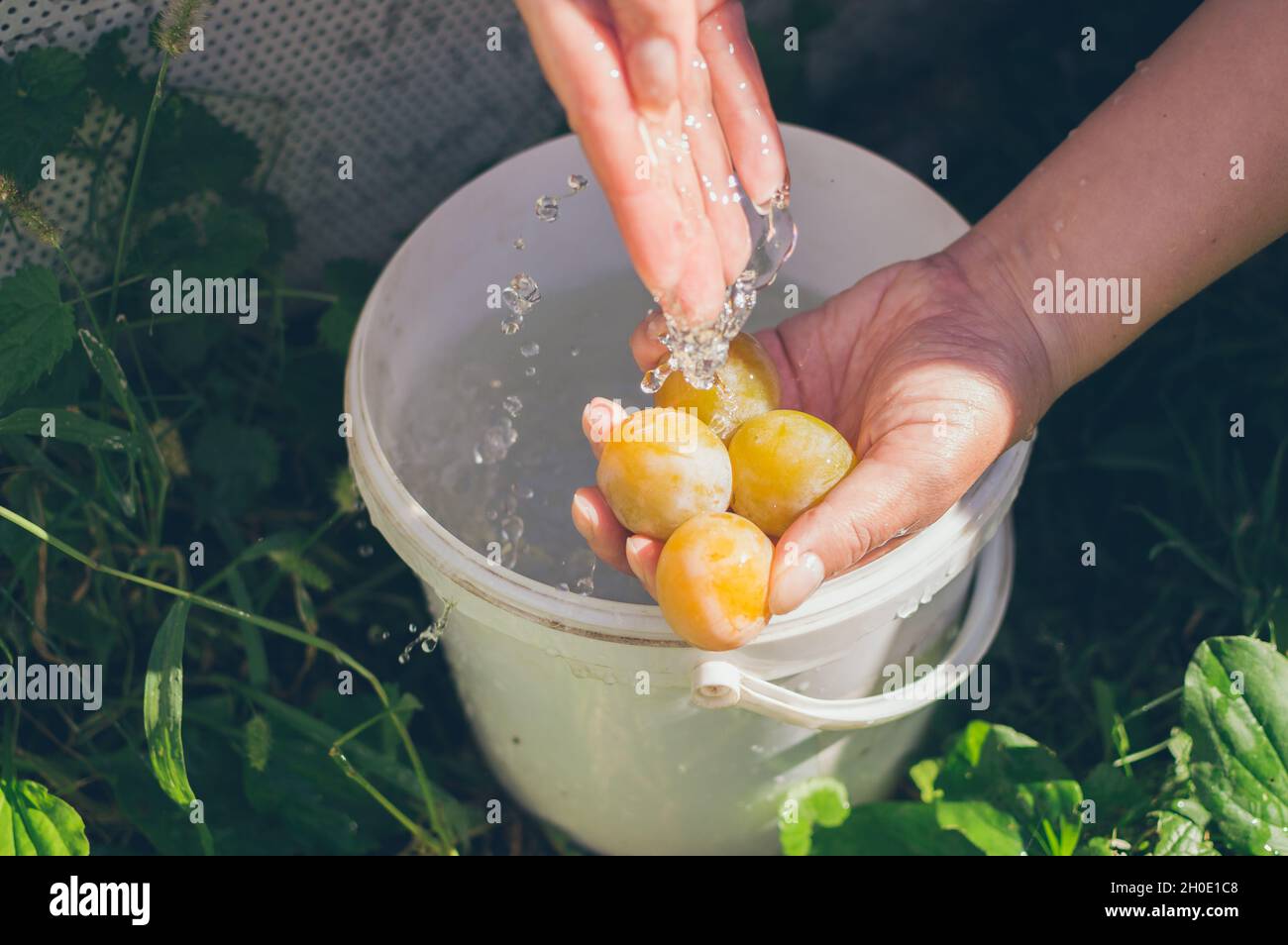 Grandi prugne gialle nelle mani in gocce d'acqua e un secchio bianco, lavando la frutta Foto Stock