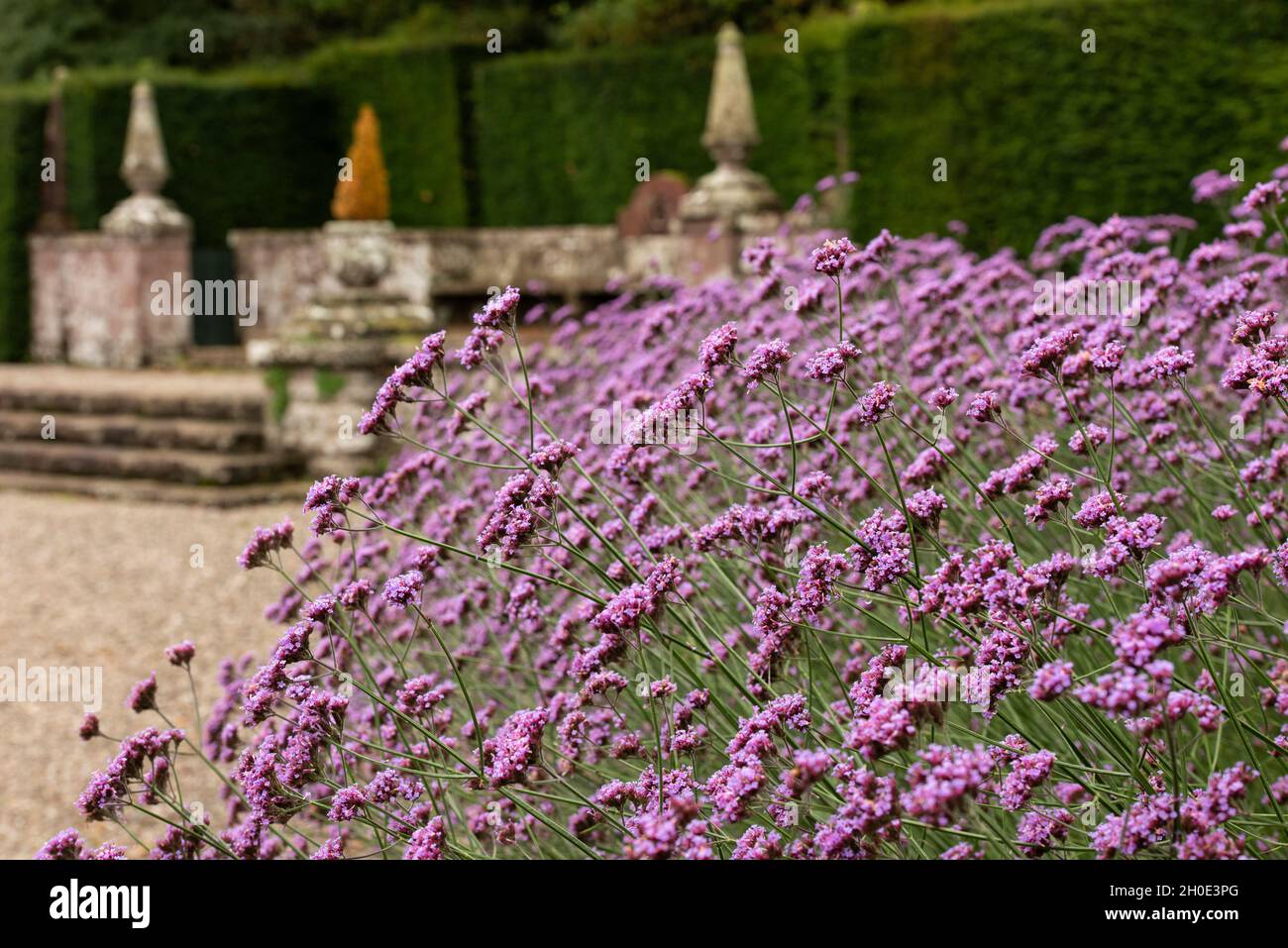 Favolosa esposizione di Verbena nel Giardino Italiano al Castello di Glamis, Angus, Scozia. Foto Stock