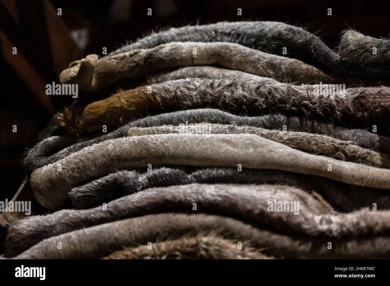 Pelle salmastra di bovini, la pelle è piegata in cumuli. Foto Stock