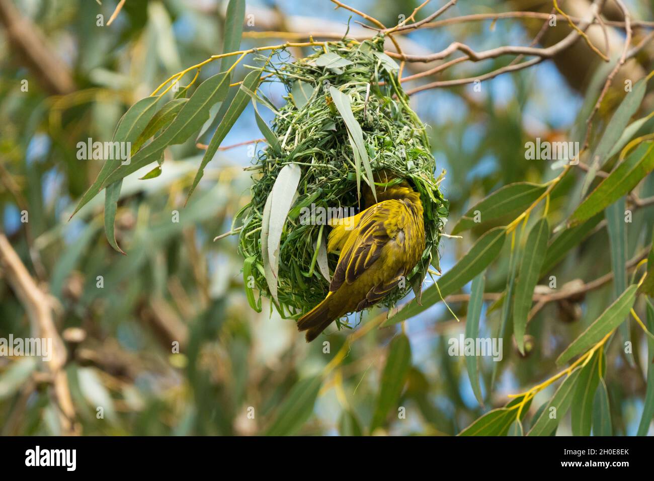 Uccello tessitore del Capo (Ploceus capensis) che costruisce un nido in un albero e in parte in vista con piume gialle e nere in Capo Occidentale, Sudafrica Foto Stock