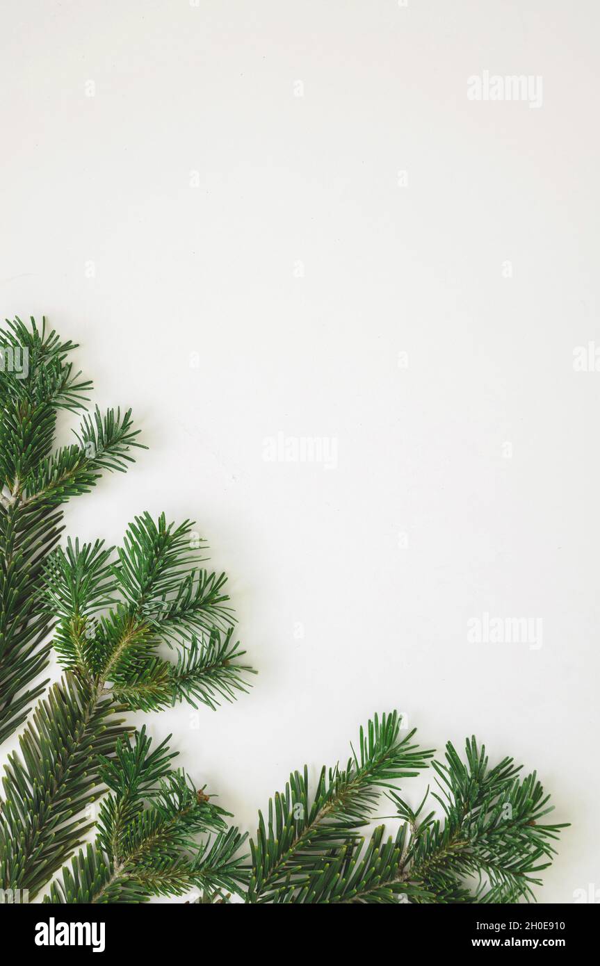 Modello biglietto di auguri di Natale. Fresco twig di abete su sfondo bianco. Spazio vuoto per i desideri di Capodanno, invito a eventi per le vacanze invernali. Foto Stock