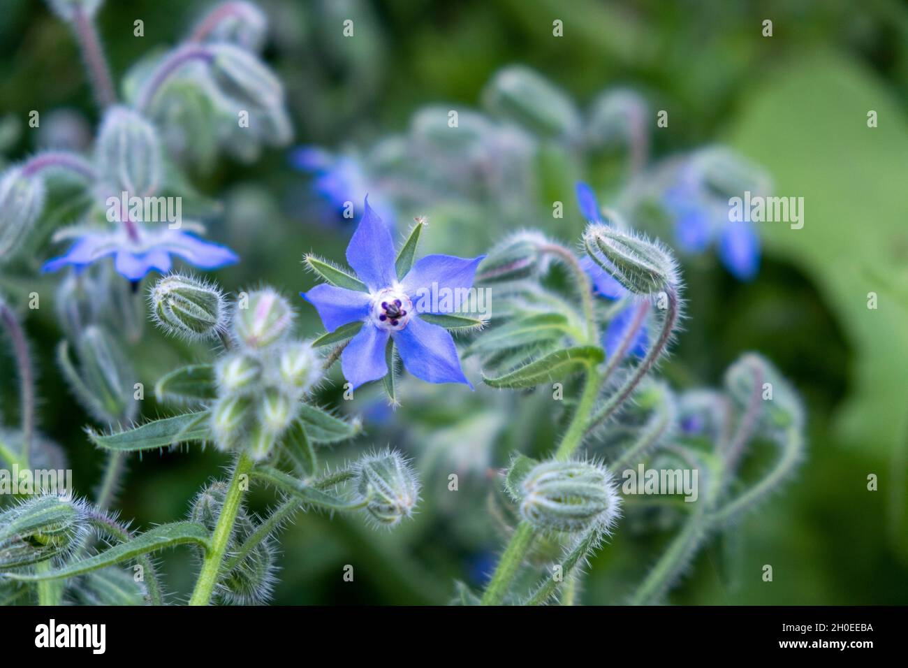 Borragine (Borago officinalis) in fiore in estate, un'erba annuale nella famiglia di piante fiorite Boraginaceae. I suoi fiori e foglie sono commestibili Foto Stock