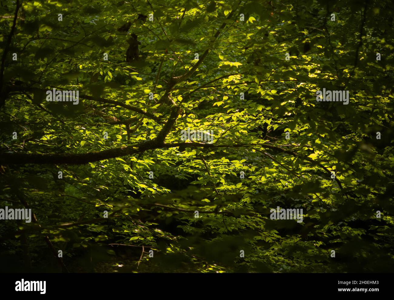 Albero con rami di foglie verdi al sole Foto Stock