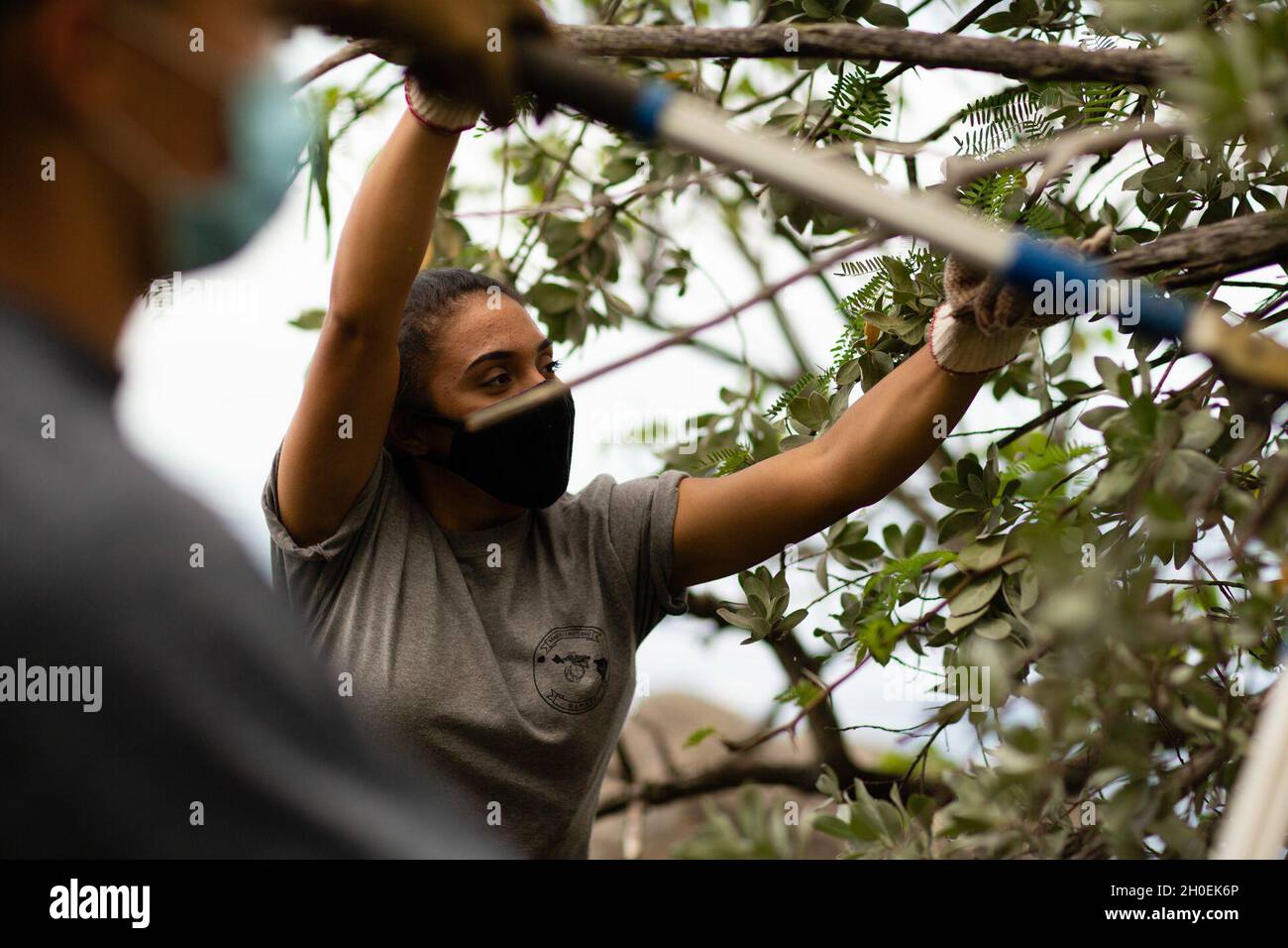 US Marine Corps Lance CPL. Araceli Soberanis, elettricista, sede centrale, base del corpo dei Marine Hawaii, tira un ramo d'argento buttonwood giù durante l'evento volontario dei Guerrieri di Weed, MCBH, 13 febbraio 2021. Il dipartimento ambientale di base ha tenuto l'evento nel tentativo di rimuovere le piante invasive non native che invadono la zona umida del porto di Sag, così come per pulire rifiuti e detriti. Foto Stock