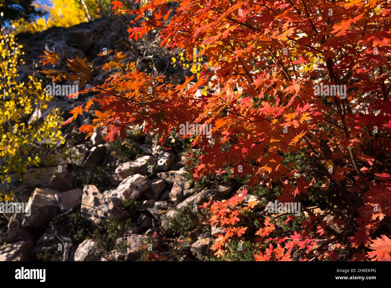 American Fork Canyon, Utah - Ottobre 2021 Foto Stock