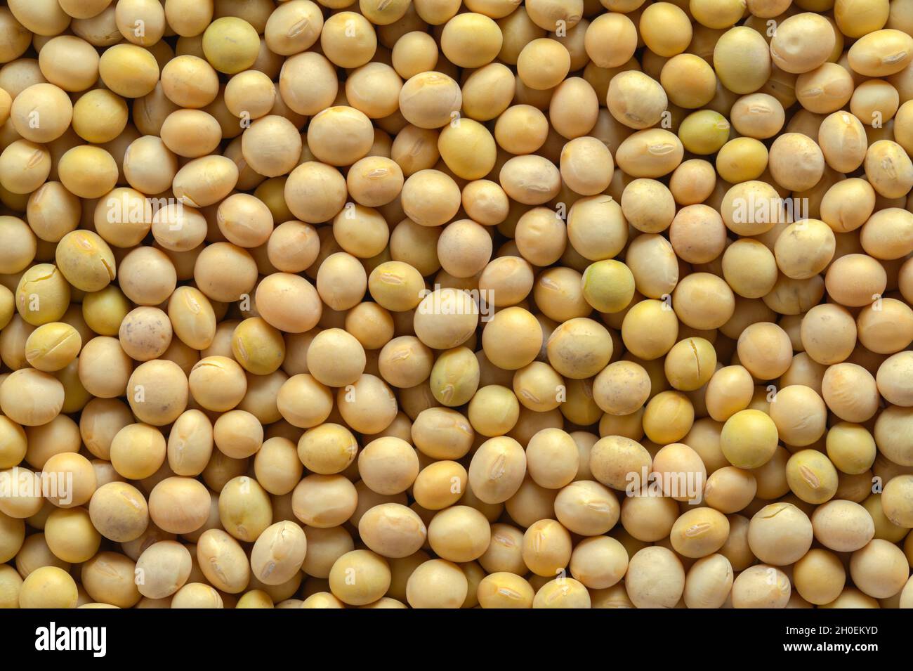 Mucchio di fagioli di soia trama di fondo Close Up. Foto Stock