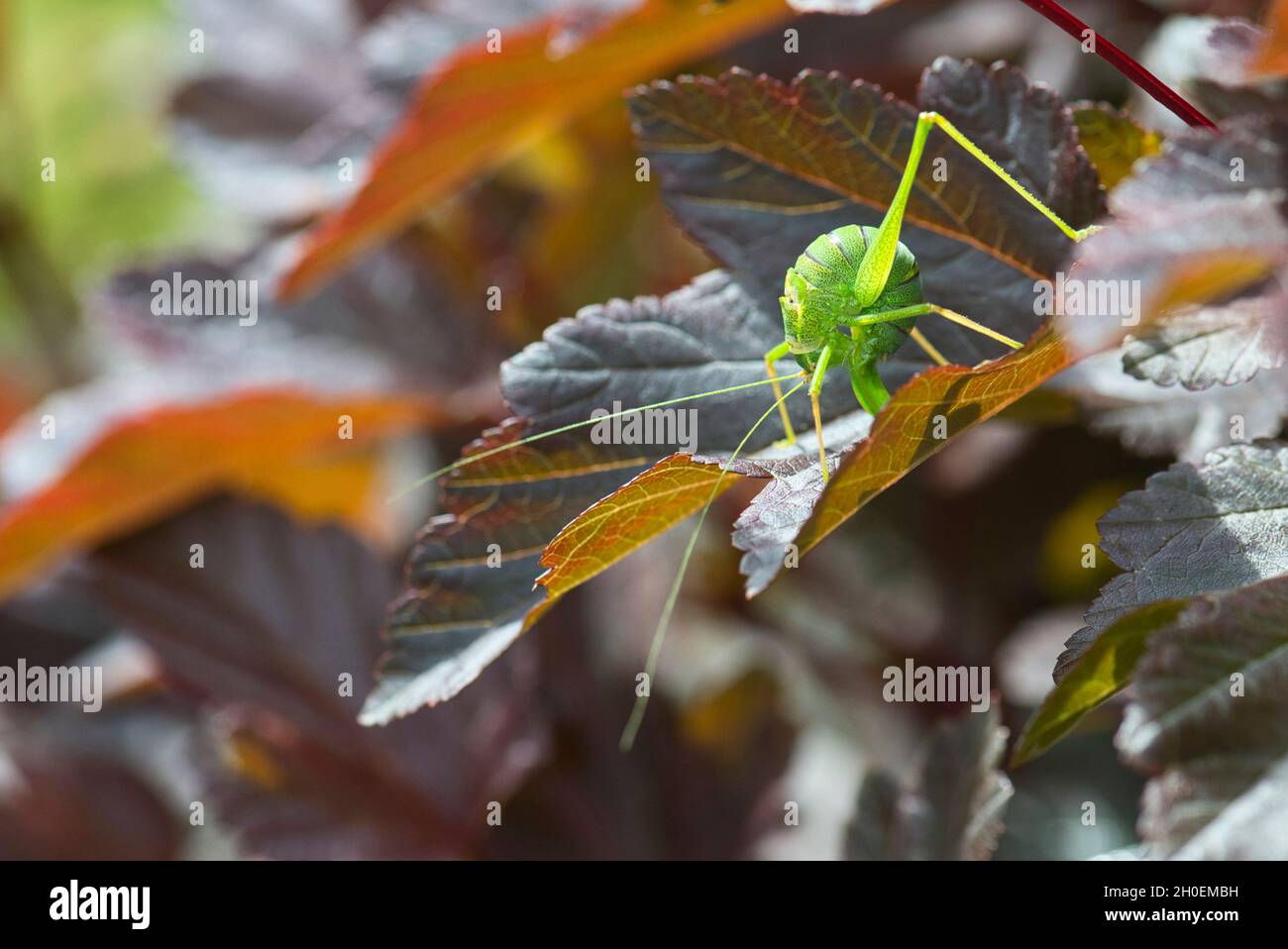 Bush-cricket a macchie (Leptophyes punctatissima). Ovopositing femminile (ovodeposizione). Foto Stock