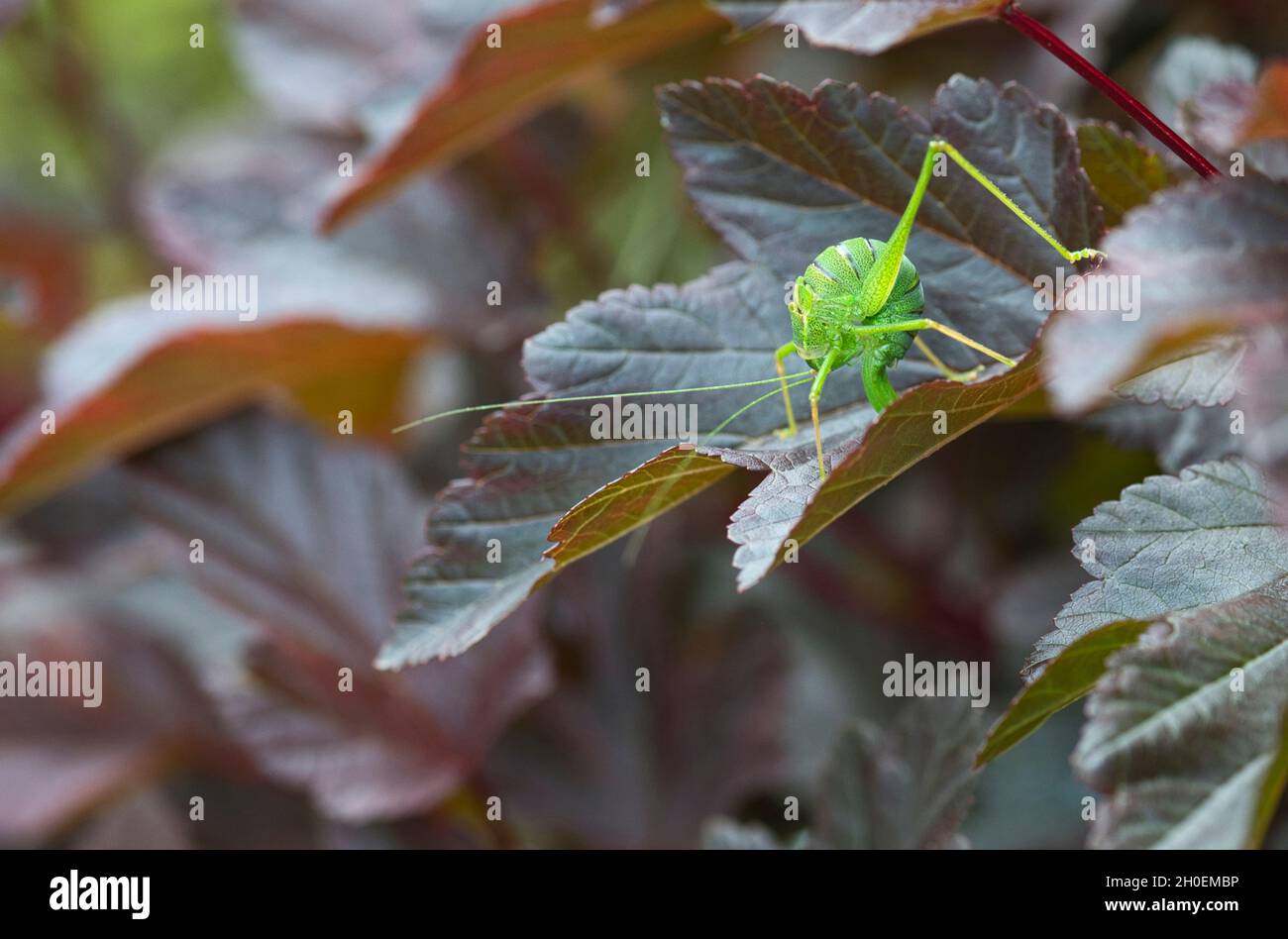 Bush-cricket a macchie (Leptophyes punctatissima). Ovopositing femminile (ovodeposizione). Foto Stock