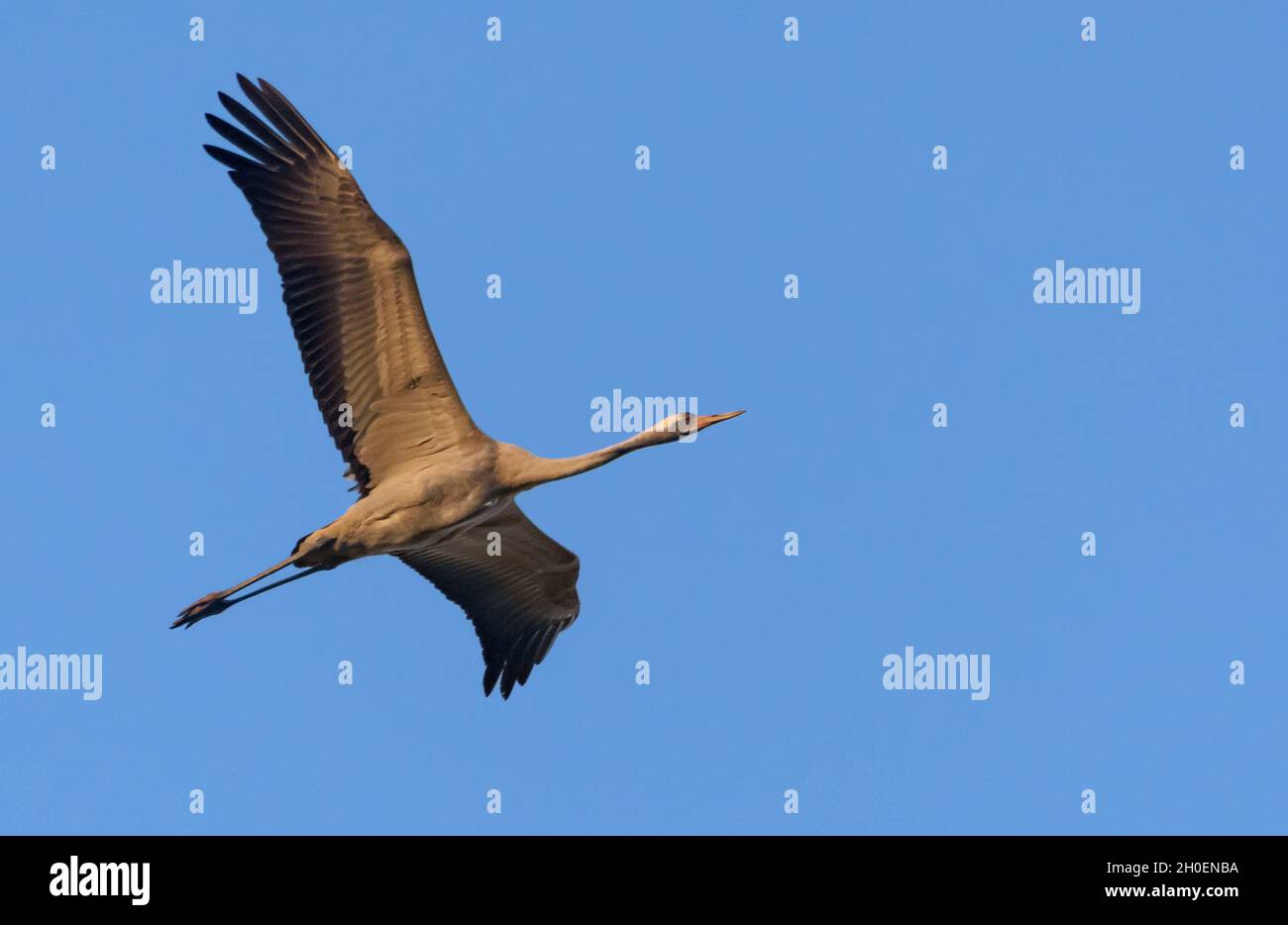 Comune Crane (Grus grus) in rapido volo in alto nel caldo cielo blu mattina Foto Stock