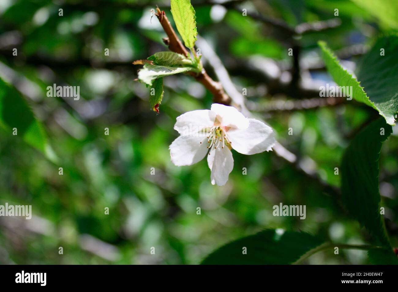 Macro foto di un fiore di ciliegio circondato dal verde. Foto Stock