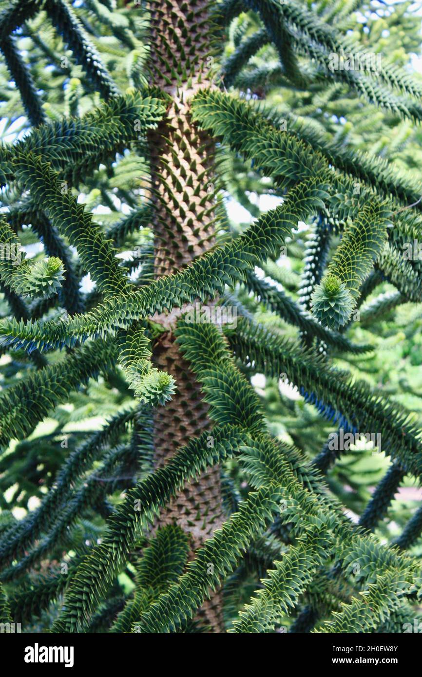 Albero di puzzle scimmia al Royal Botanic Garden di Edimburgo. Foto Stock