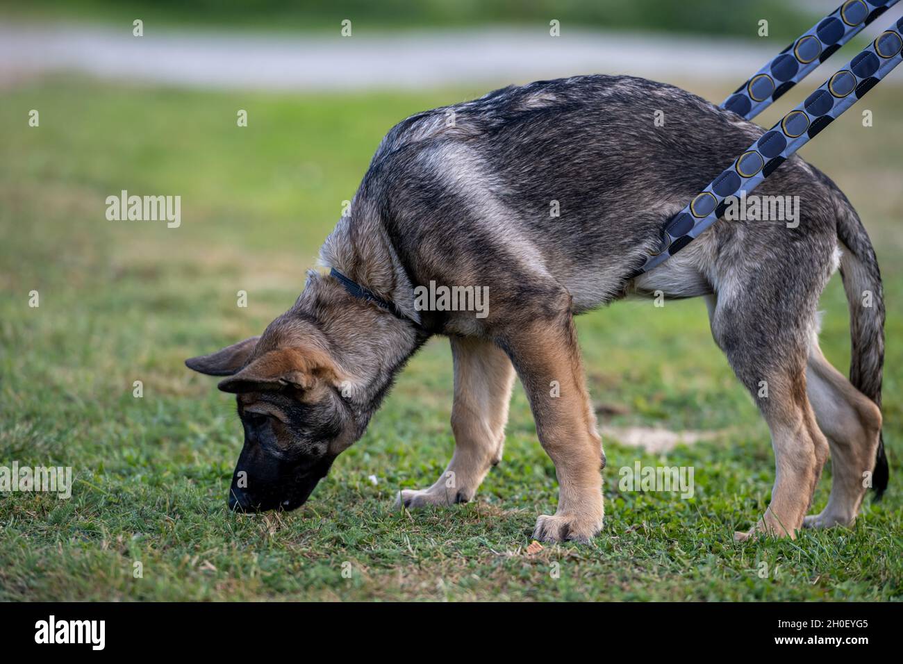 Un cucciolo di pastore tedesco di quattro mesi nella formazione di inseguimento. Erba verde sullo sfondo Foto Stock