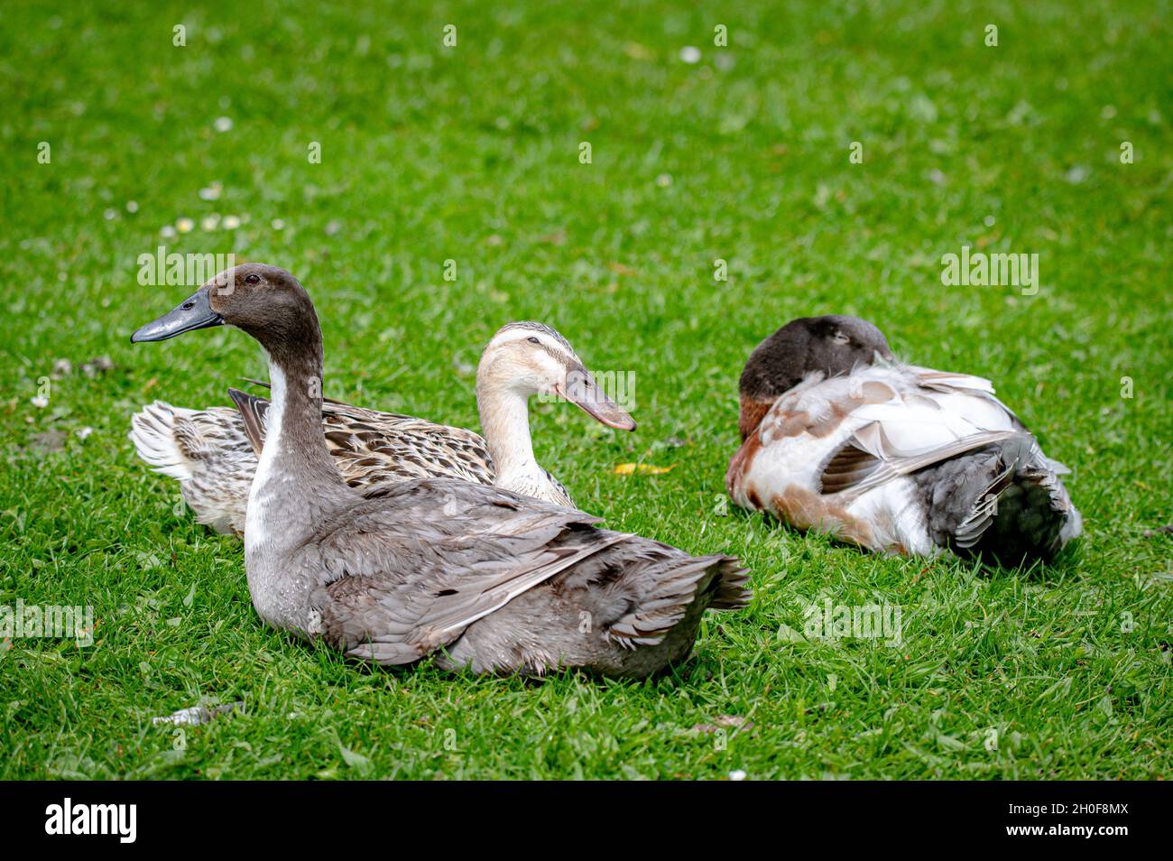 HYBIRD anatra, croce tra mallardo e runner indiano Foto Stock