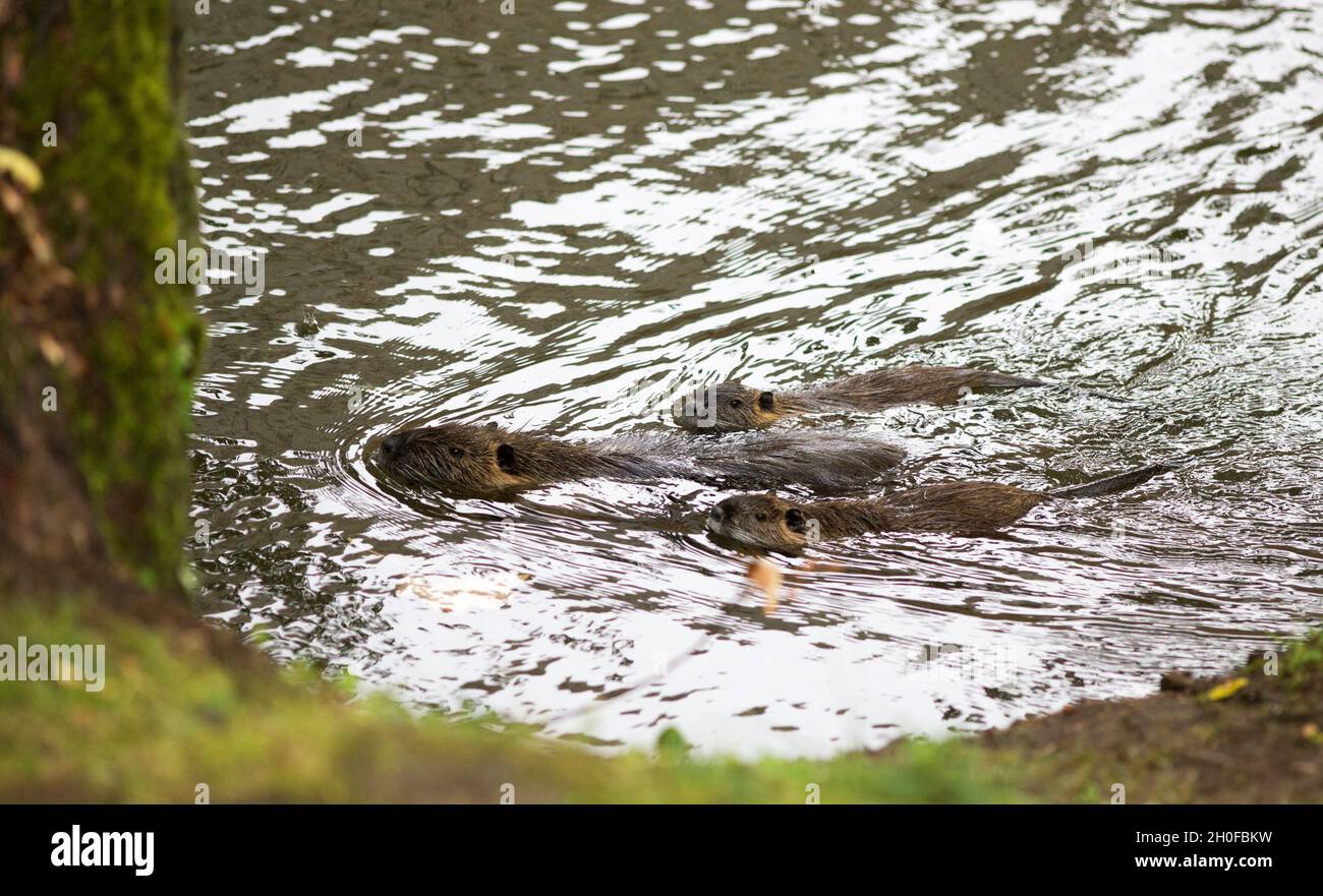 Cute nutria famiglia (Myocastor coypus) nuoto nel fiume Foto Stock