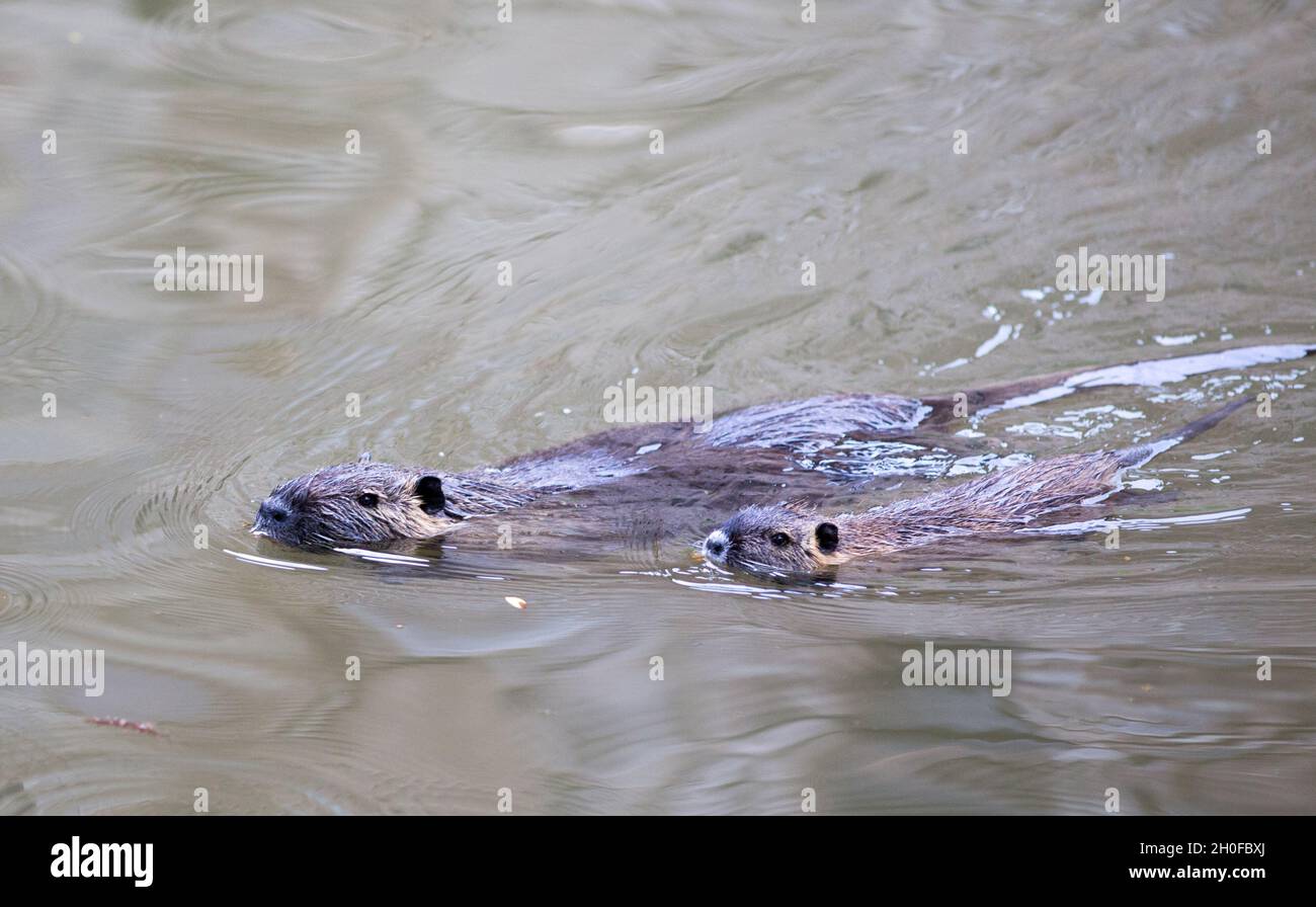 Cute nutria famiglia (Myocastor coypus) nuoto nel fiume Foto Stock