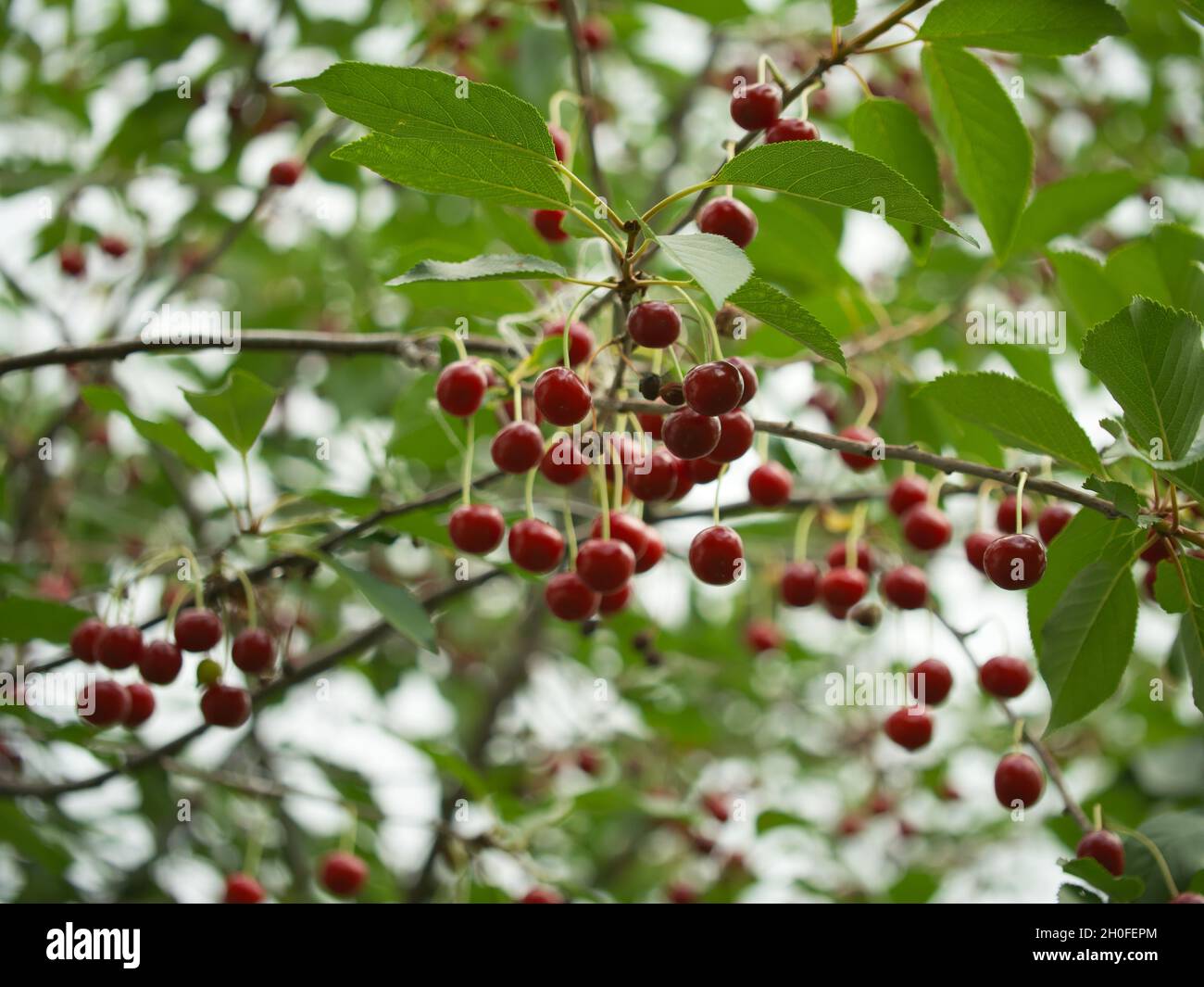 Un sacco di ciliegie mature sui rami dell'albero. Rami di un albero di ciliegio. Foto Stock