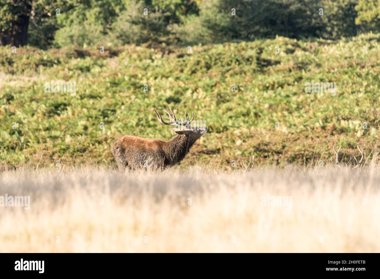 Cervi rossi in piedi (Anas crecca) stag Foto Stock