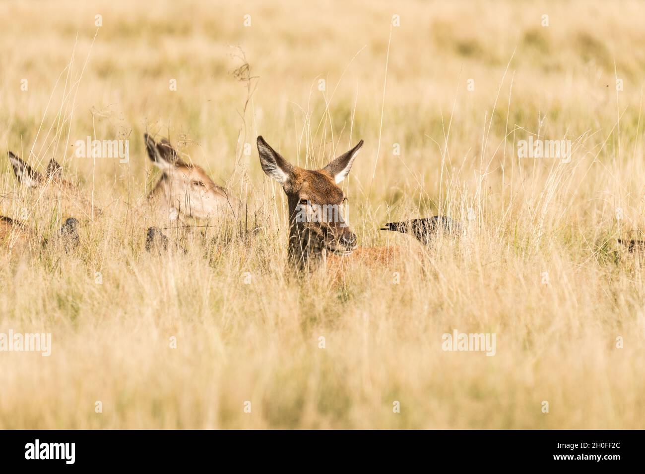 Deporre il cervo rosso femminile (Anas crecca) Foto Stock