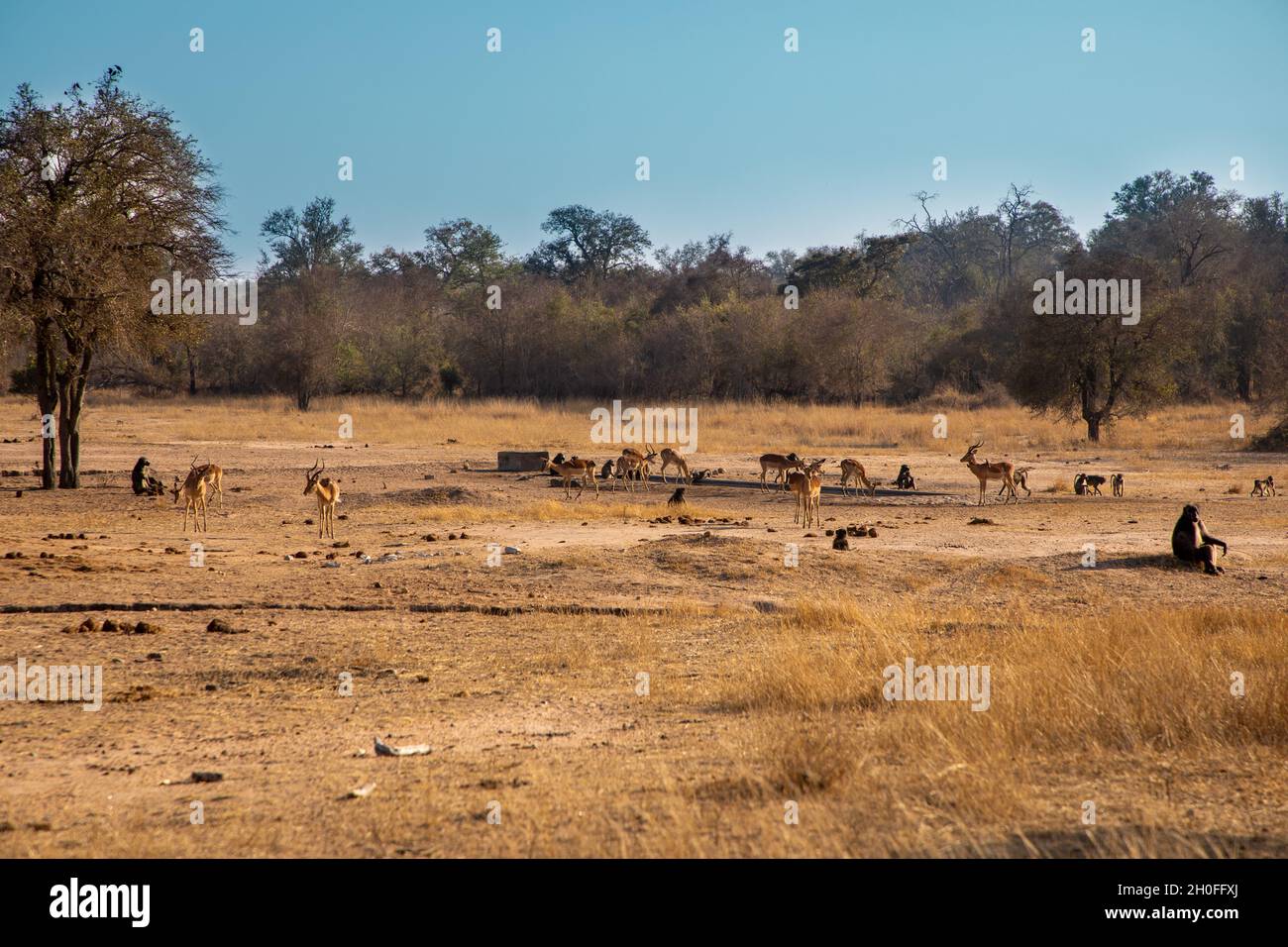 Paesaggio savana africano con impala e babbuini acqua potabile in lontananza. Foto Stock