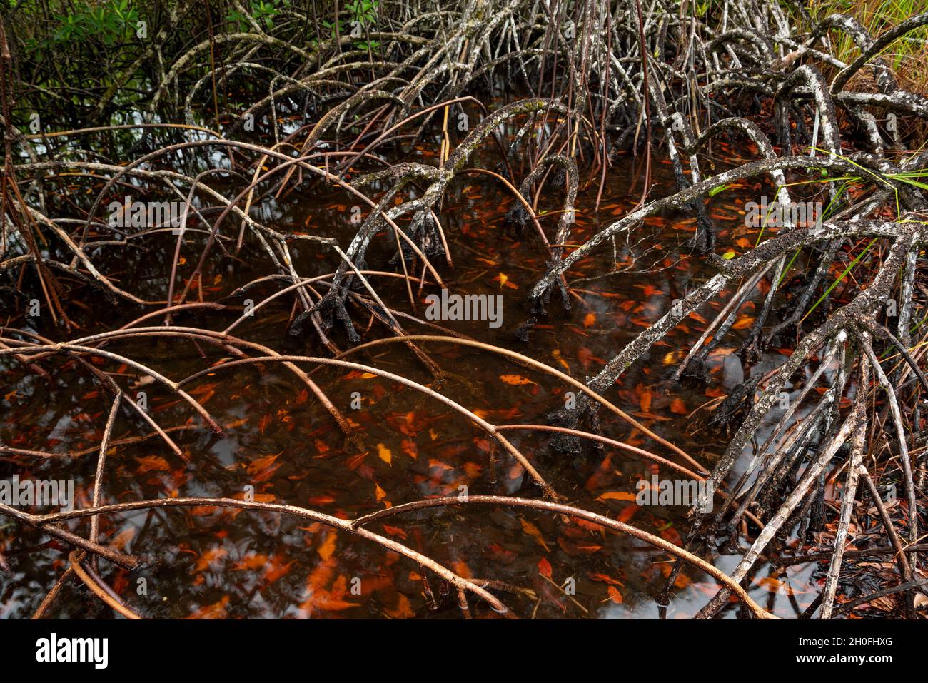 Foresta di mangrovie, Bocas del Toro isola, Panama, America Centrale Foto Stock