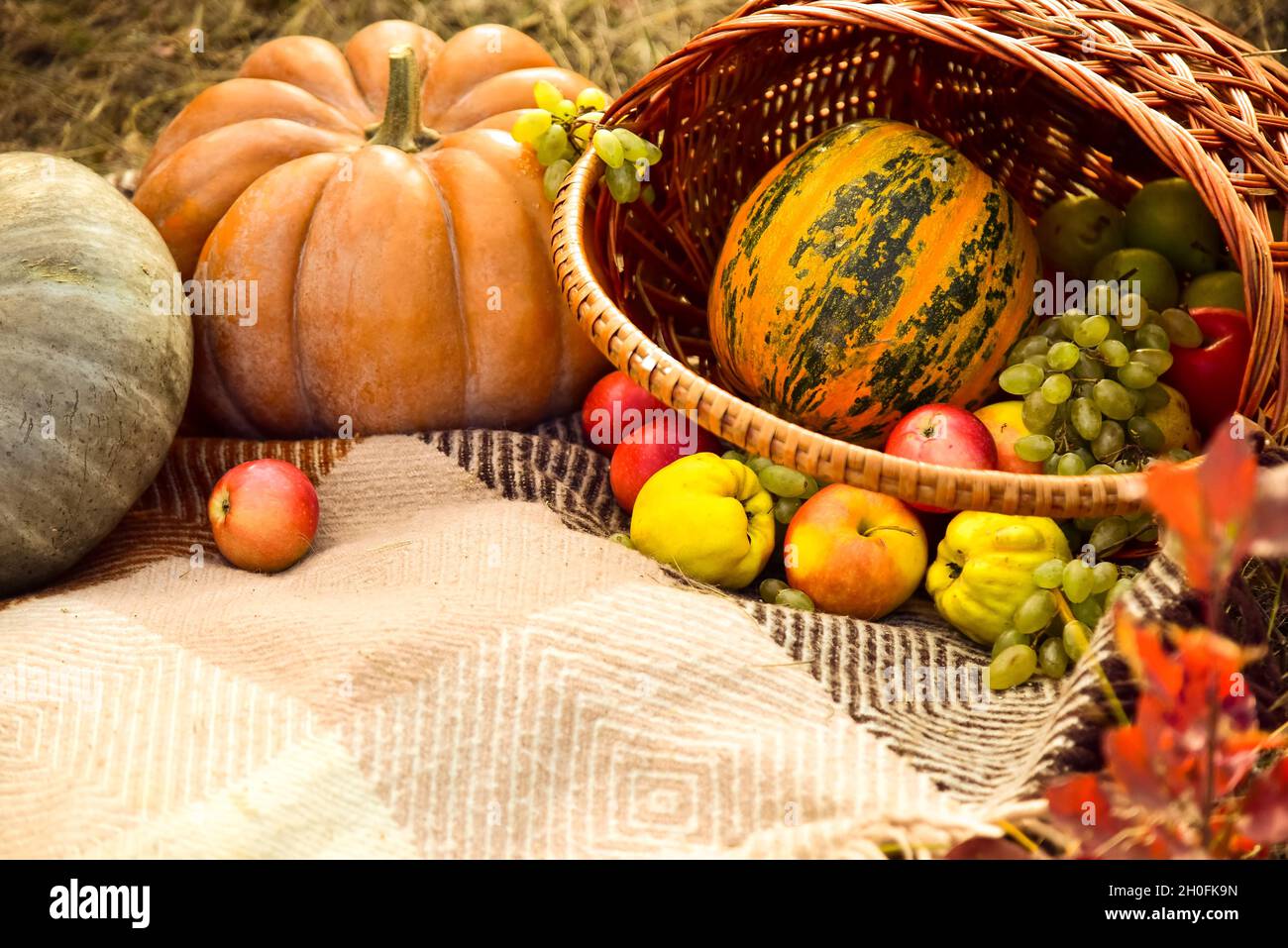 Bellissimo autunno Thanksgiving sfondo con raccolta di zucca e mela. Ortaggi e frutta freschi e biologici. Mele, uva e zucche giacenti in Foto Stock