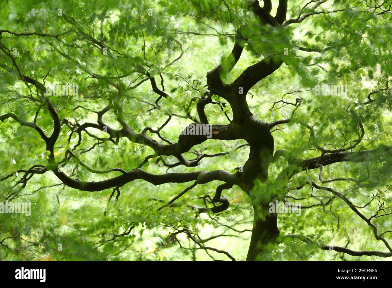 Albero sinuoso in una giornata ventosa, legno di Scaleber, vicino a Settle, Yorkshire del Nord. Foto Stock