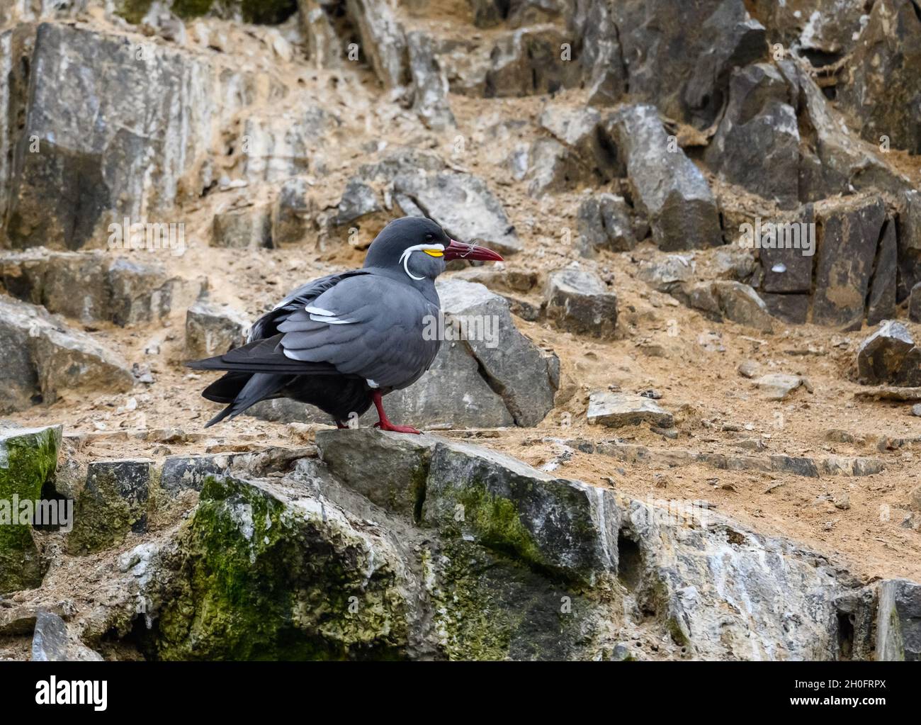 Colorata Inca Tern (Larosterna inca) vicino alla costa peruviana. Lima, Perù, Sud America. Foto Stock