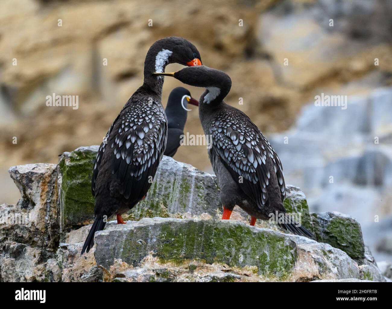 Un paio di Cormorano a zampe rosse (Poikilocarbo gaimardi) che si groomano a vicenda. Lima, Perù, Sud America. Foto Stock