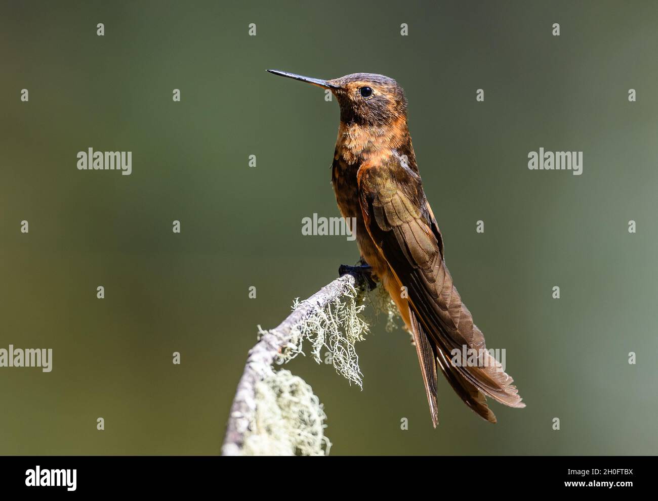 Un Sunbeam Shining (Aglaeactis cuprimennis) colibrì arroccato su un ramo. Cuzco, Perù, Sud America. Foto Stock