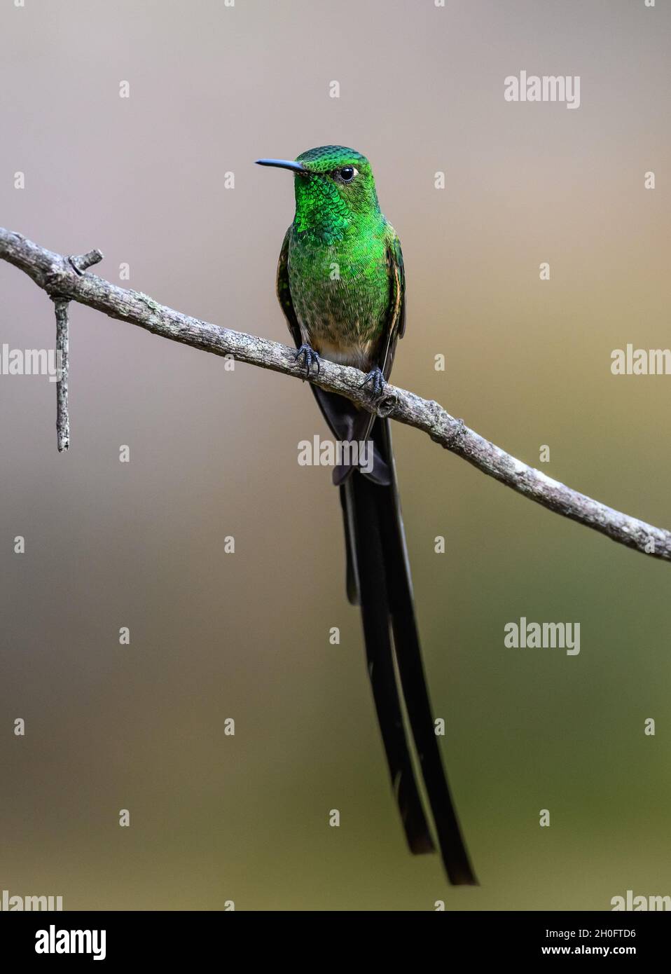 Un trainbearer maschio a coda nera (Lesbia victoriae) con la sua piuma a coda lunga. Cuzco, Perù, Sud America. Foto Stock