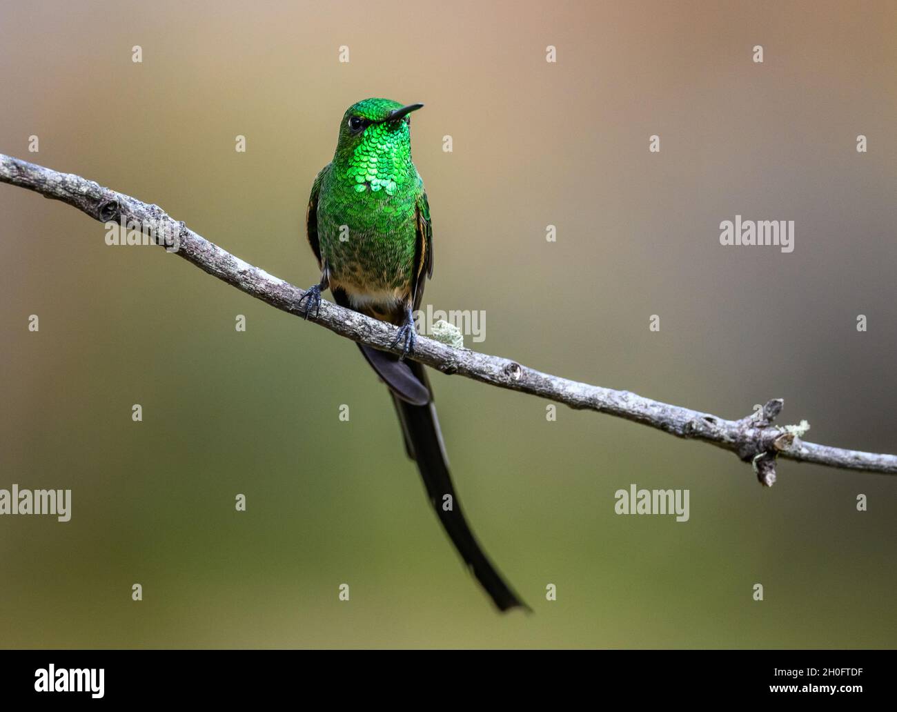Un trainbearer maschio a coda nera (Lesbia victoriae) con la sua piuma a coda lunga. Cuzco, Perù, Sud America. Foto Stock