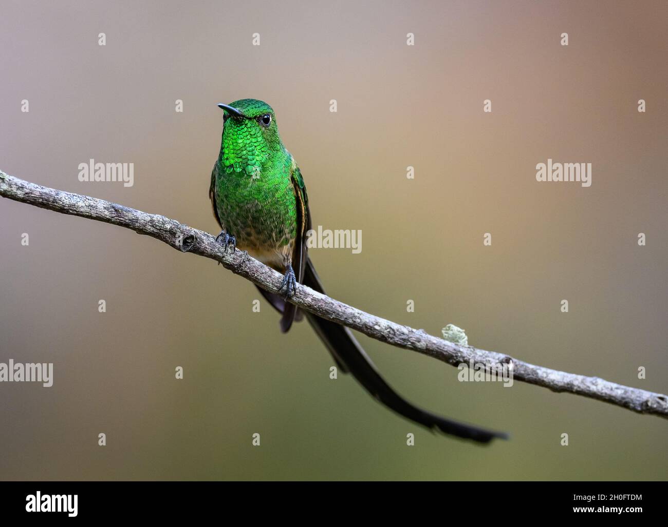 Un trainbearer maschio a coda nera (Lesbia victoriae) con la sua piuma a coda lunga. Cuzco, Perù, Sud America. Foto Stock