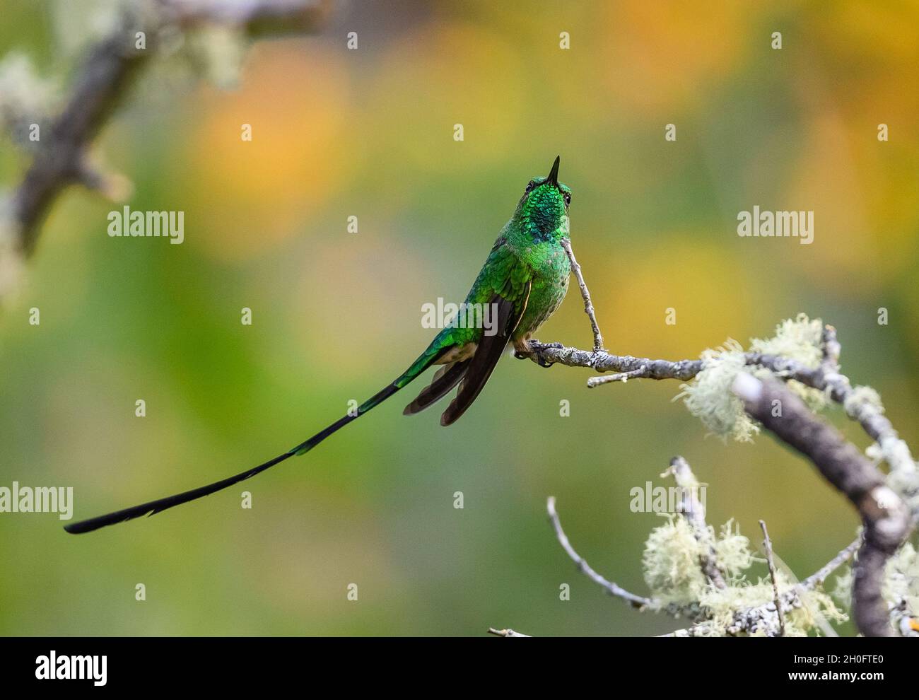 Un trainbearer maschio a coda nera (Lesbia victoriae) con la sua piuma a coda lunga. Cuzco, Perù, Sud America. Foto Stock