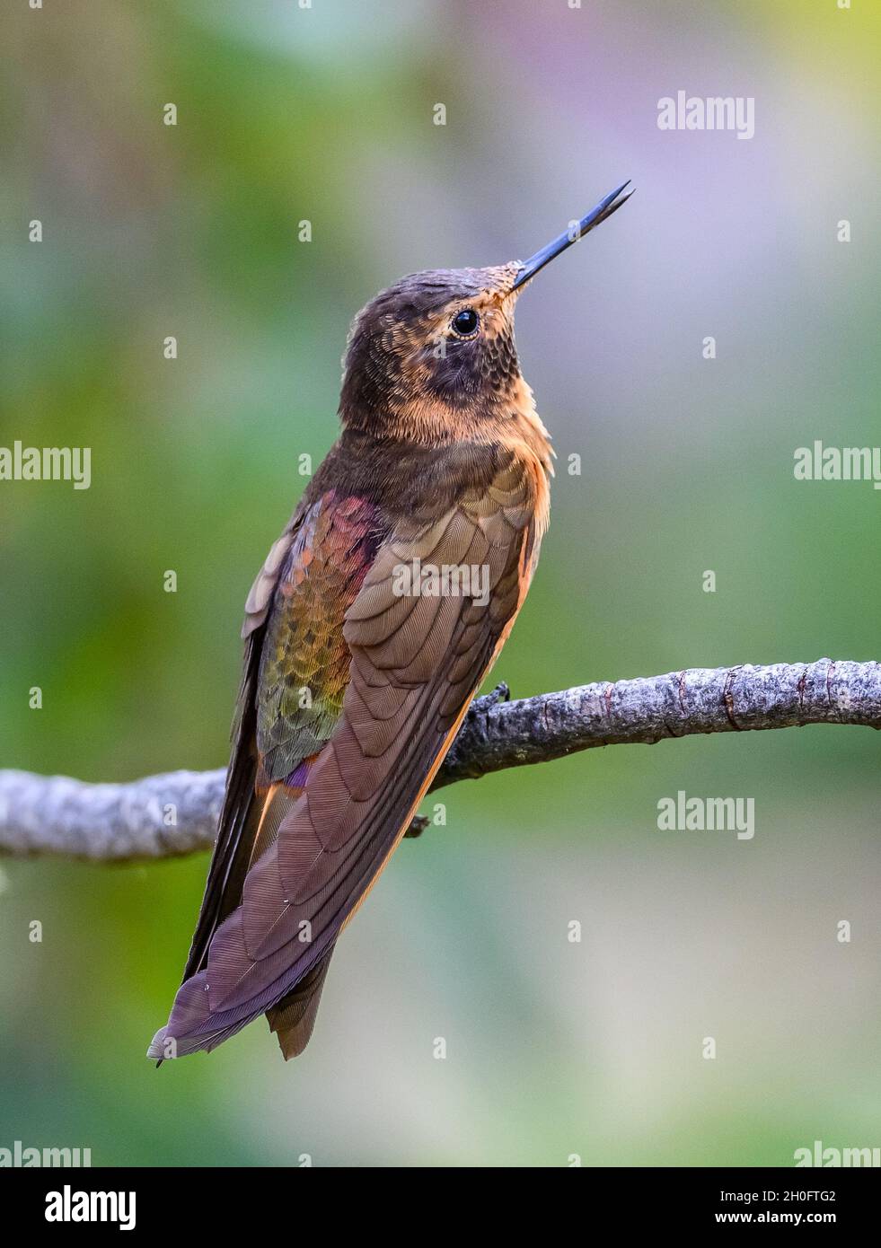 Un Sunbeam Shining (Aglaeactis cuprimennis) colibrì arroccato su un ramo. Cuzco, Perù, Sud America. Foto Stock