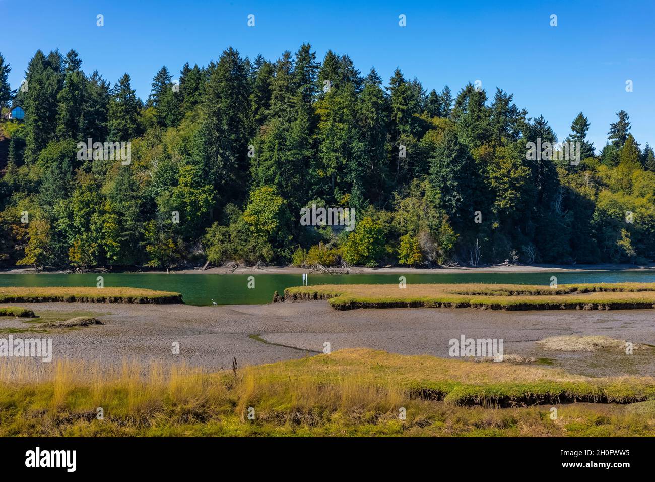 La bassa marea espone piante e mudflats e canali di marea al Billy Frank Jr. Nisqually National Wildlife Refuge, Washington state, USA Foto Stock