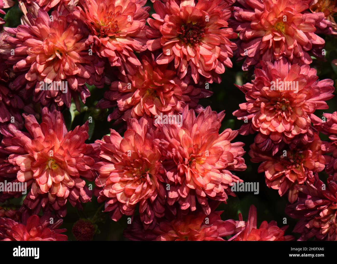 Un primo piano di fiori di mamma rossi e gialli nel giardino. Foto Stock