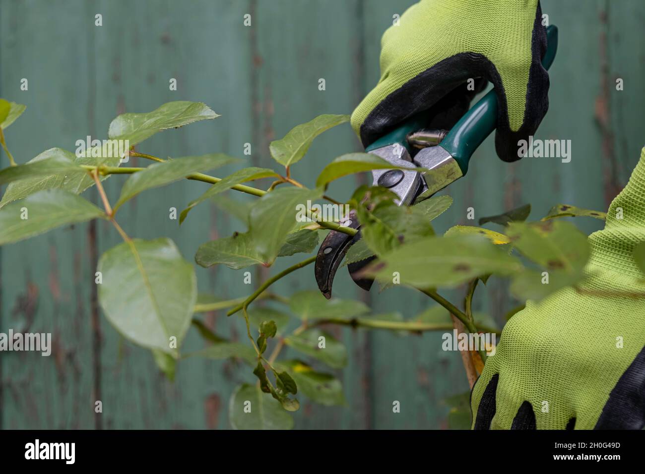 Potatura di cespugli di rose in giardino Foto Stock