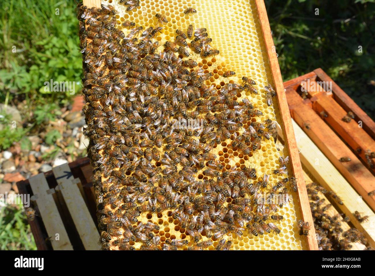 Rimuovere un'ape coperta telaio da un alveare. Le api da miele operaie (Apis mellifera) sul nido d'ape e intorno all'alveare Foto Stock