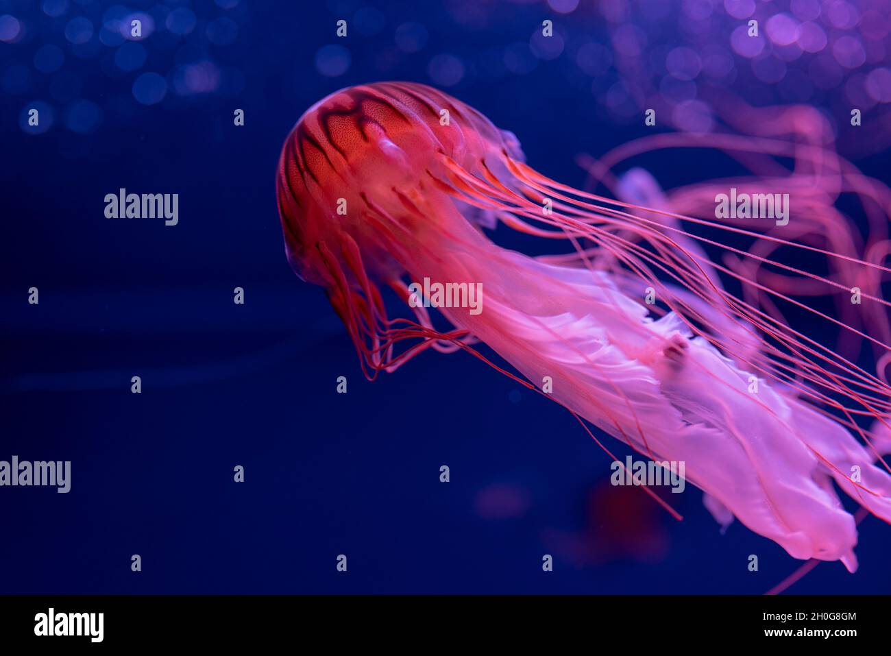 Meduse Japanese Sea Nettle nel mare belle nuotate velenose Foto Stock