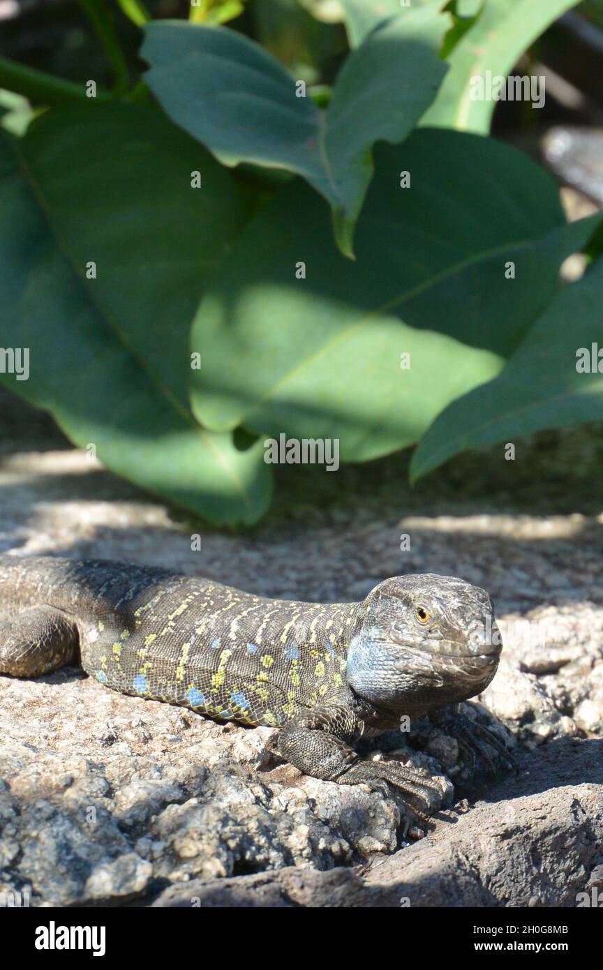 Tenerife o Western Canaries Lizard (Gallotia galoti) su rocce laviche ombreggiate da foglie verdi, guardando preda Foto Stock