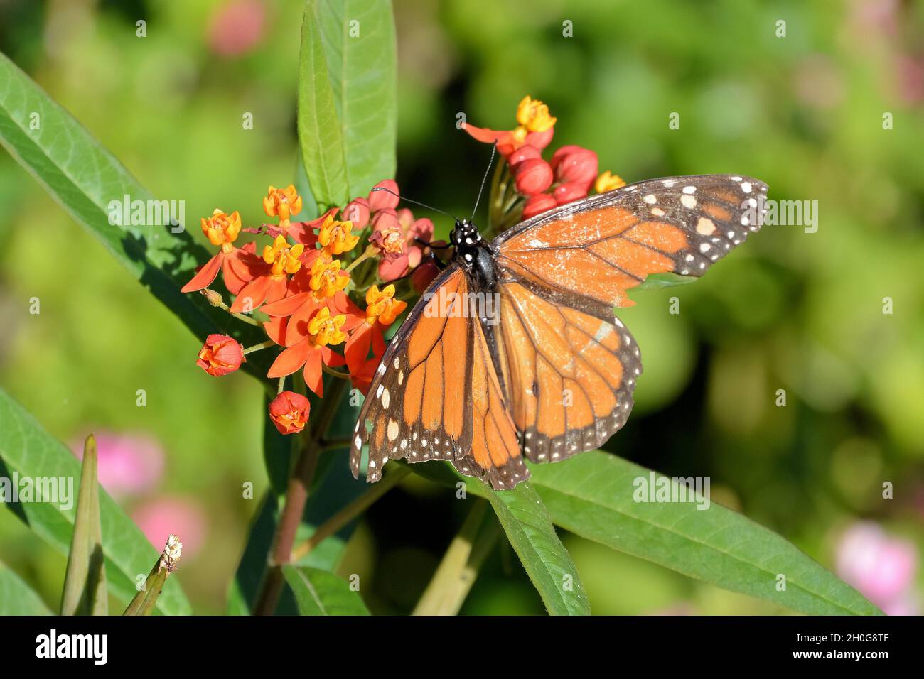 Una farfalla monarca (Danaus plexippus) con delicate ali arancioni di terracotta spalancate su piccoli fiori, su sfondo verde Foto Stock